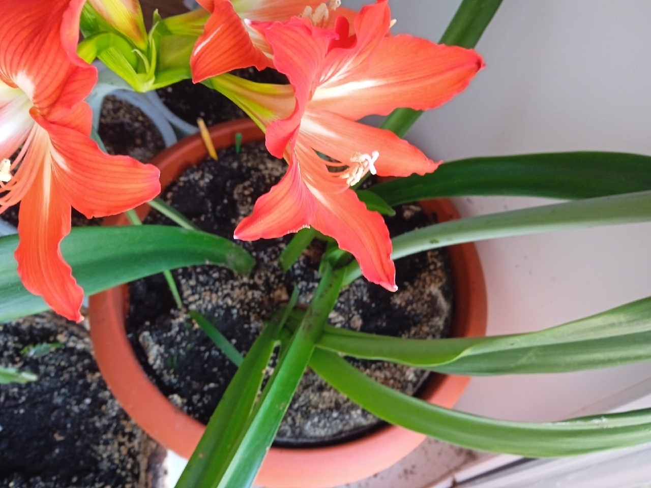 Самый неприхотливый домашний цветок, очень красиво цветущий