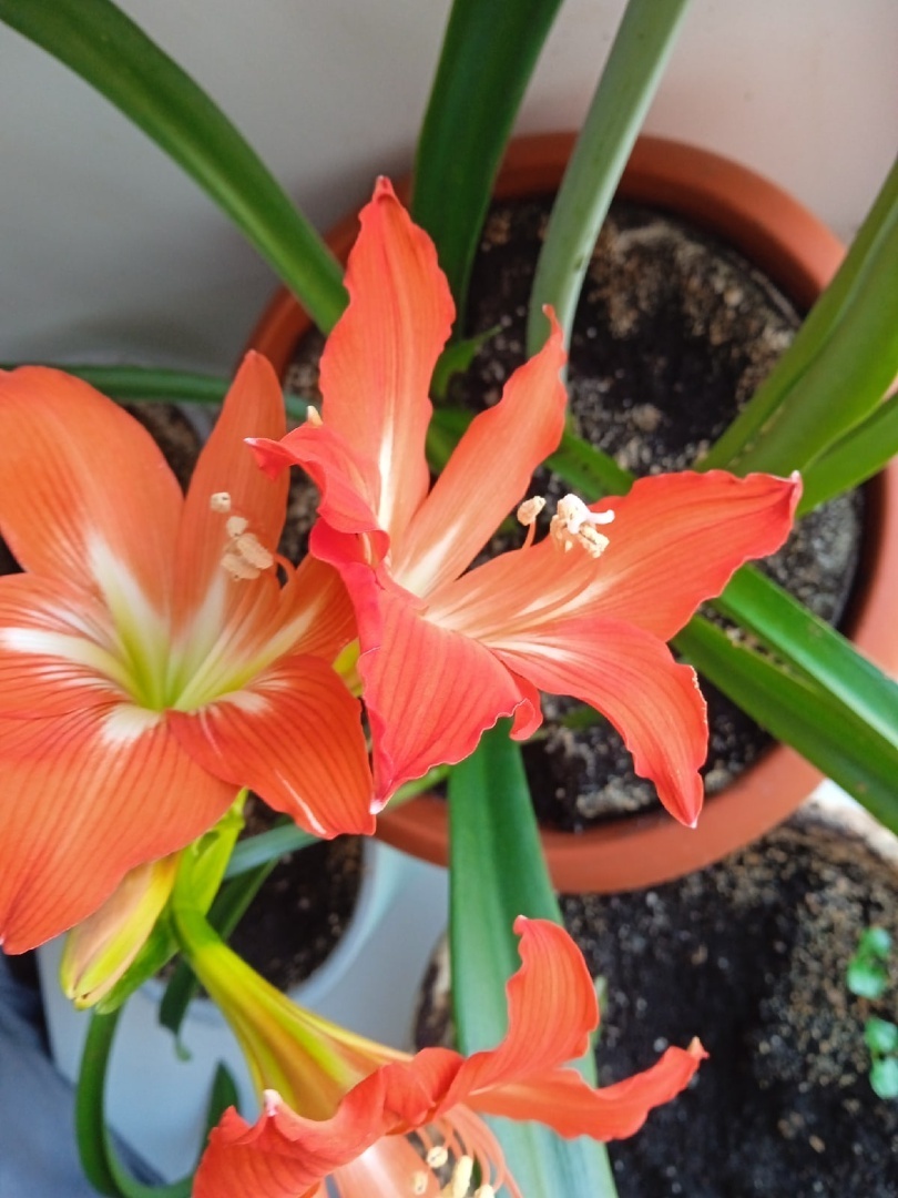 Самый неприхотливый домашний цветок, очень красиво цветущий