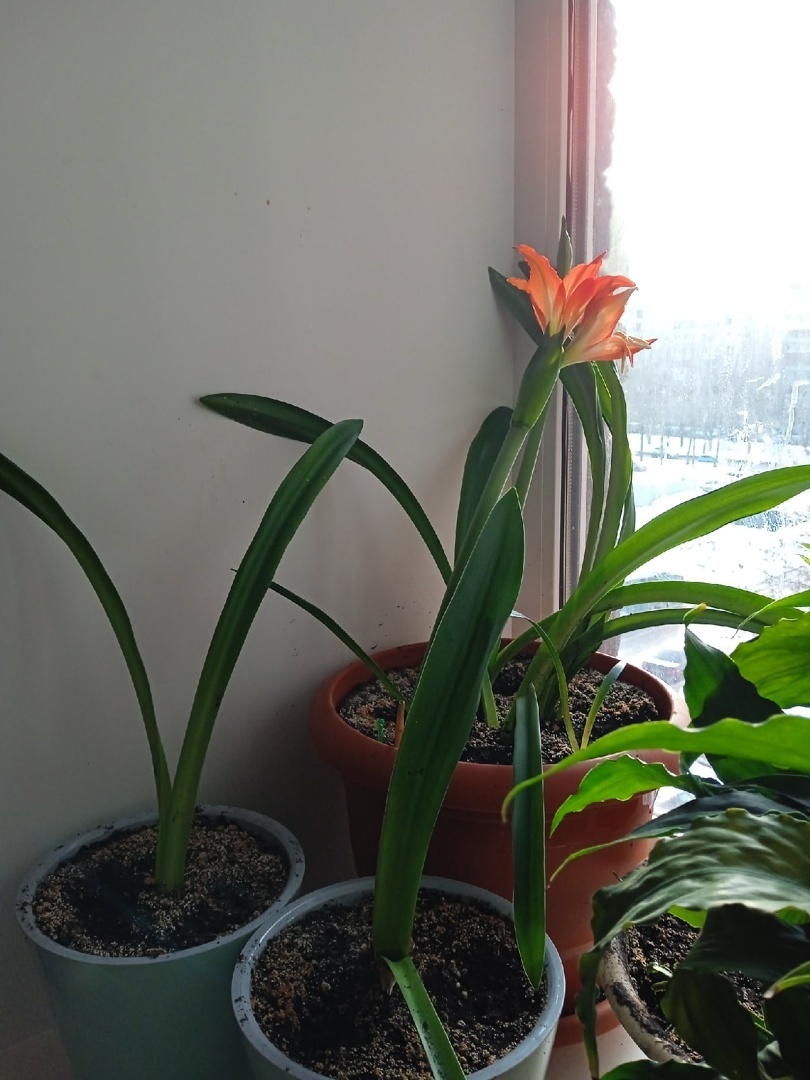 Самый неприхотливый домашний цветок, очень красиво цветущий