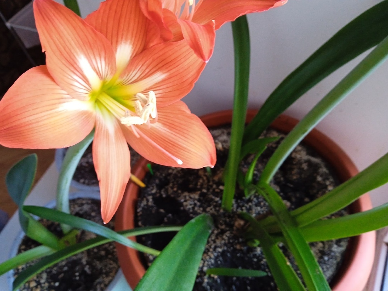 Самый неприхотливый домашний цветок, очень красиво цветущий