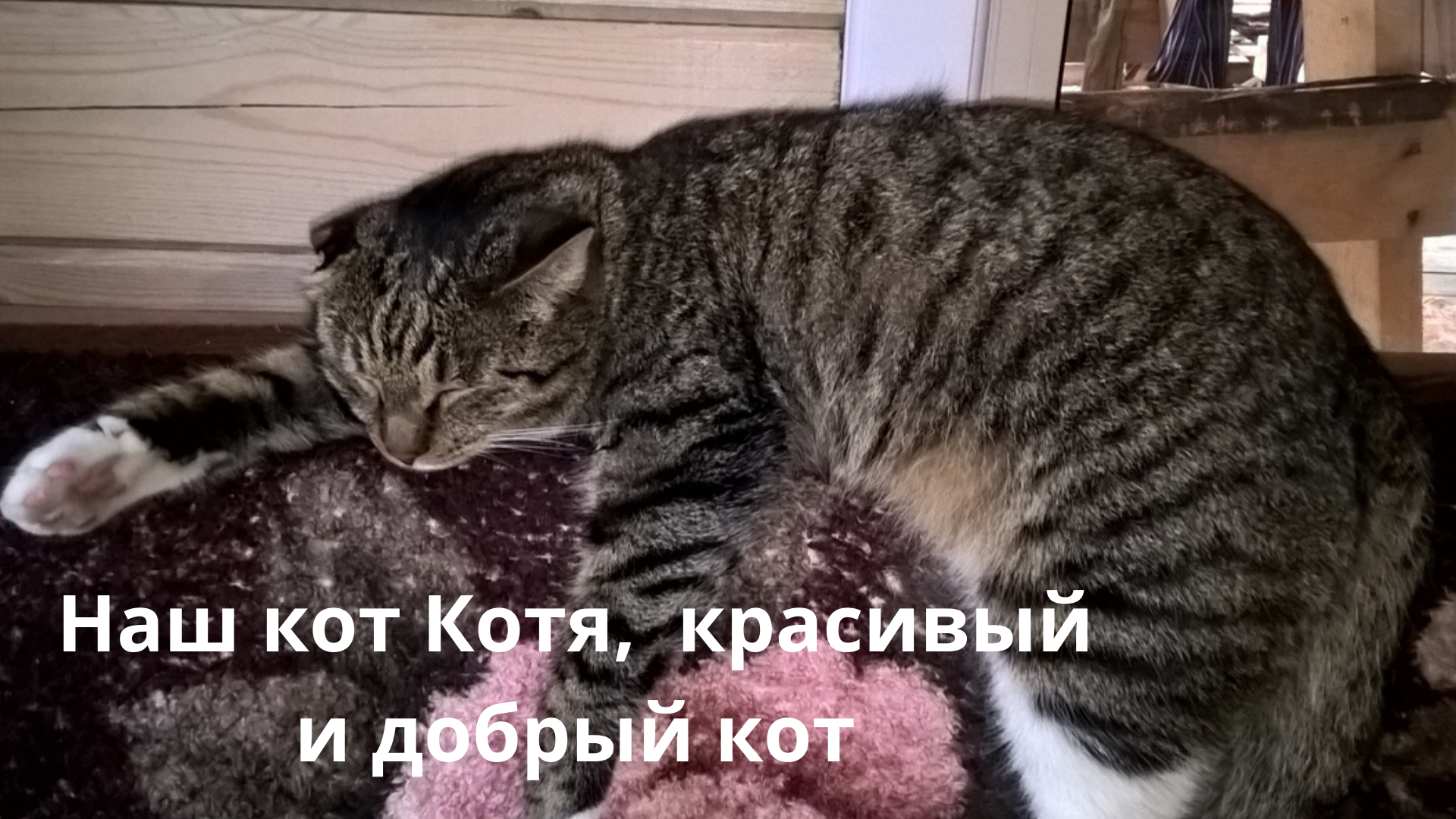 Сибирский кот Котя...хозяин в доме