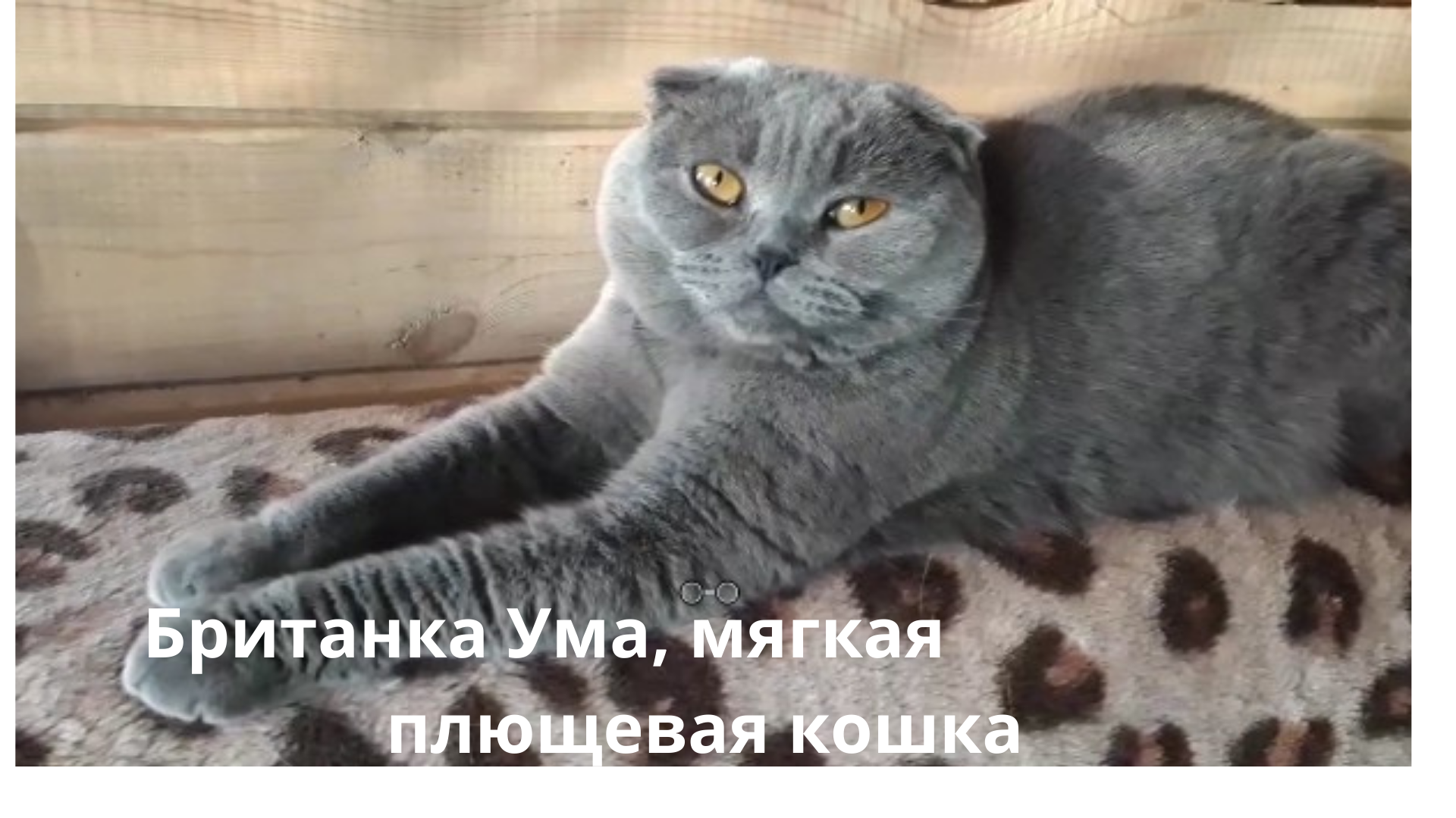 Сибирский кот Котя...хозяин в доме