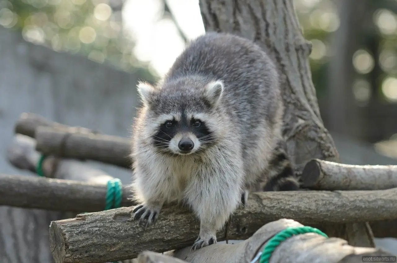 10 причин завести енота