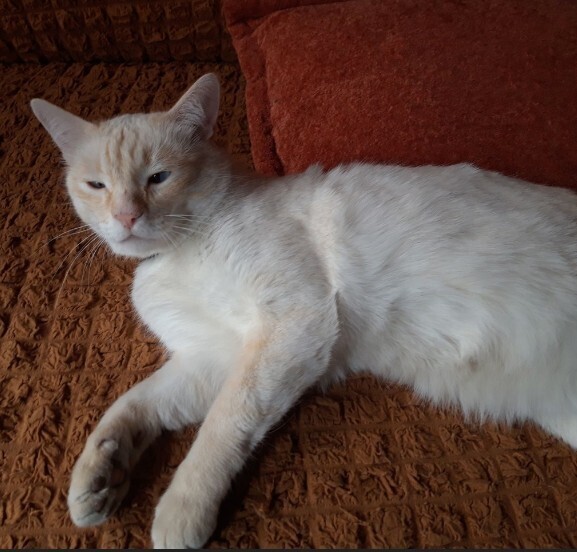 Сибирский кот Котя...хозяин в доме