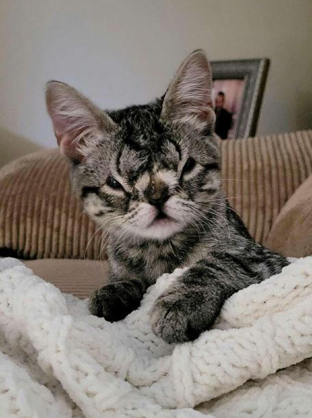 Кая, восхитительно уникальный котенок с "мягким" лицом. У этой кошки милое лицо, к которому трудно остаться равнодушным!