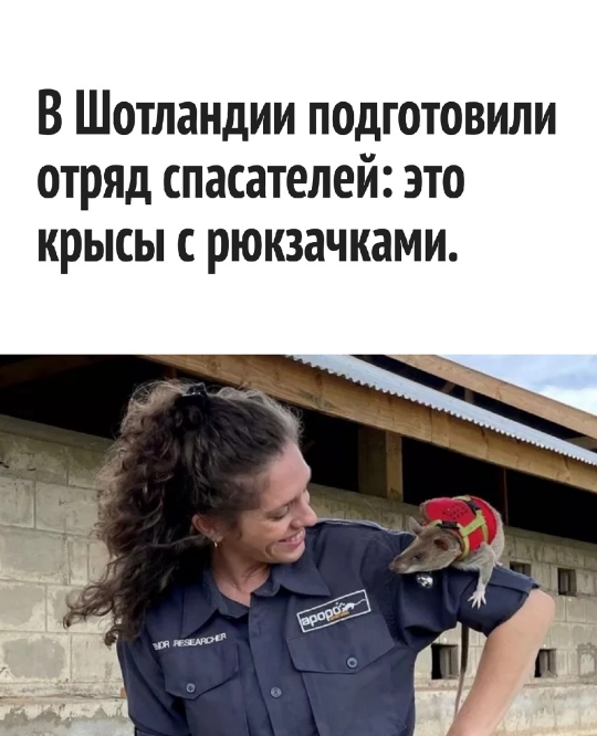 Отряд крыс спешит на помощь, или Поиск людей под завалами