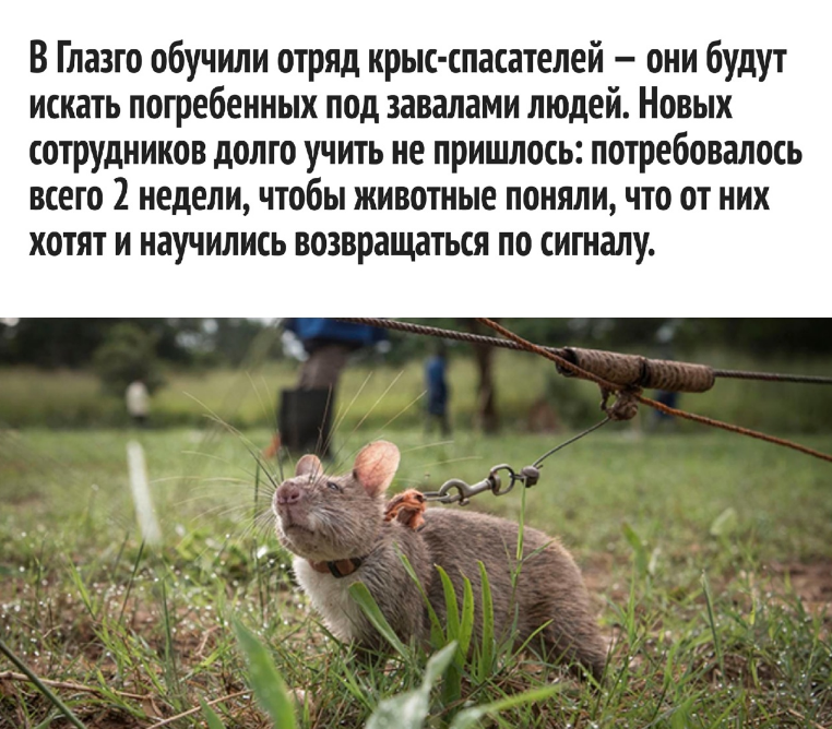 Отряд крыс спешит на помощь, или Поиск людей под завалами