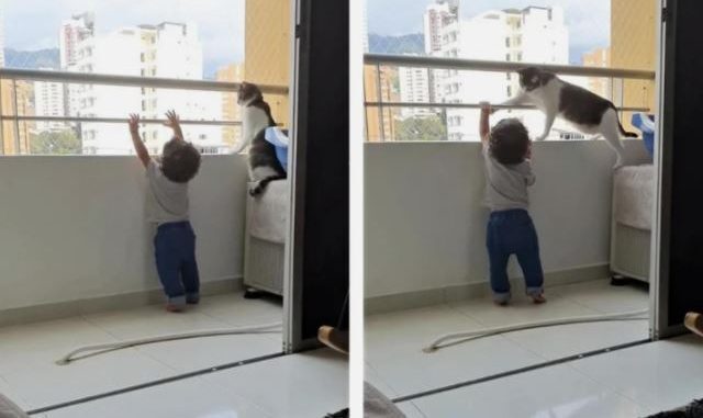 Ребенок попытался выбраться с балкона, но вмешалась кошка!