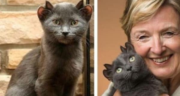 Меня зовут Йода. И да, у меня четыре УХА! Я нашел дом навсегда!