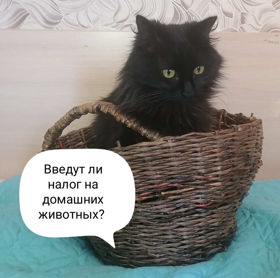 Госдума одобрила регистрацию животных. Ждать ли россиянам введения налога на домашних животных?