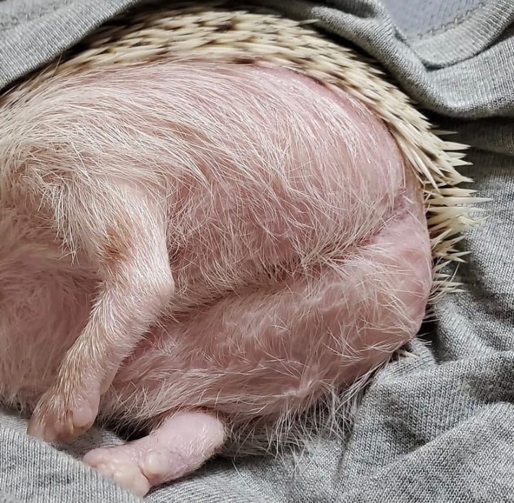 Милые попки домашних питомцев