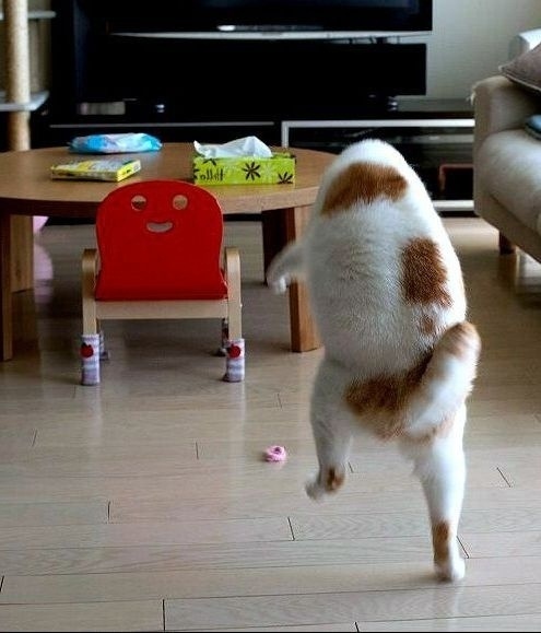 Милые попки домашних питомцев