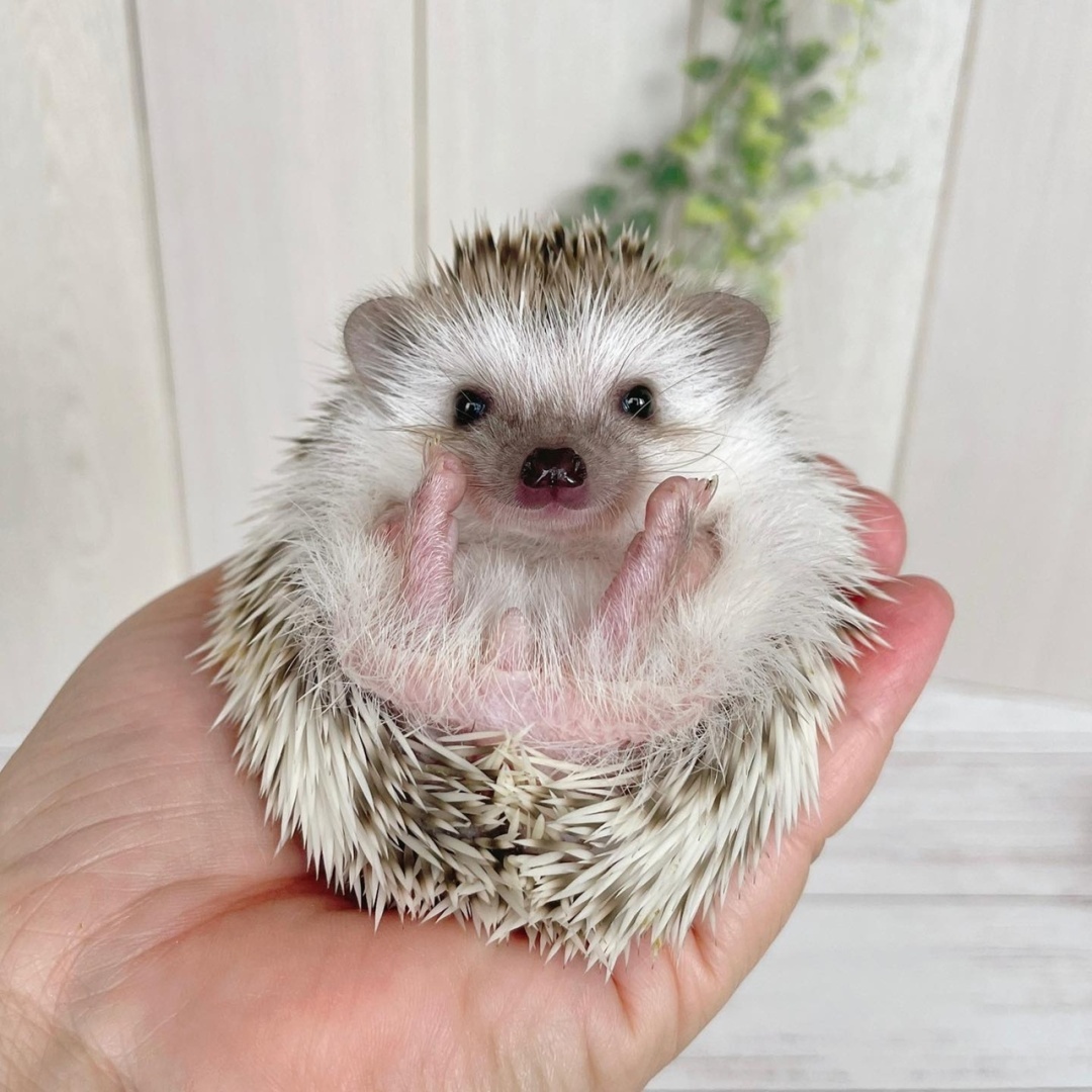 Милые попки домашних питомцев