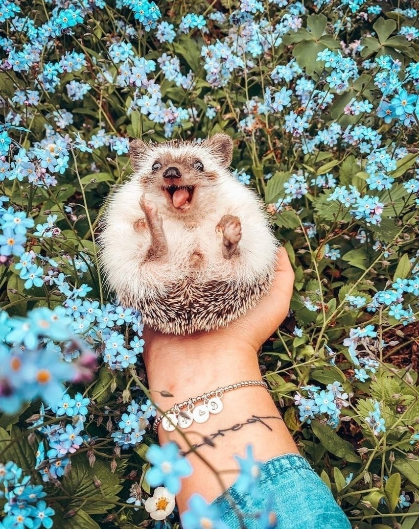 Милые попки домашних питомцев