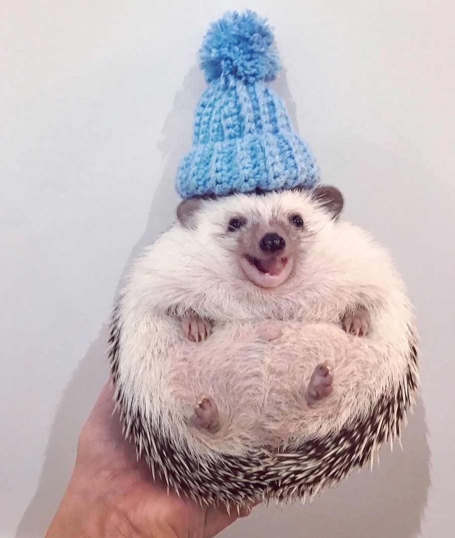 Милые попки домашних питомцев