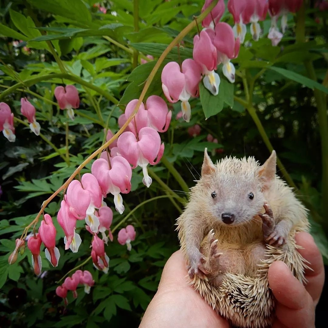 Милые попки домашних питомцев