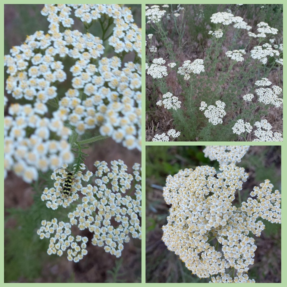 Степное счастье...