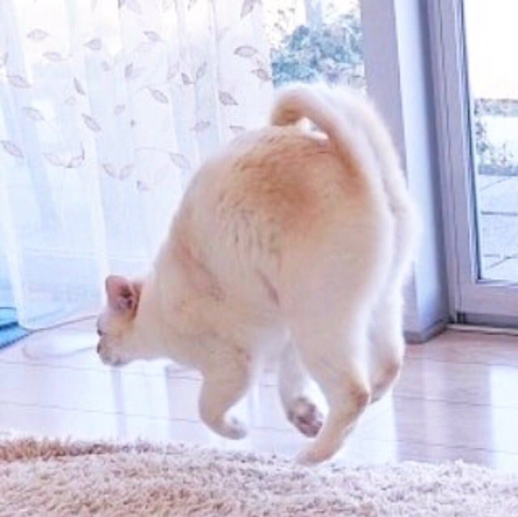 Милые попки домашних питомцев