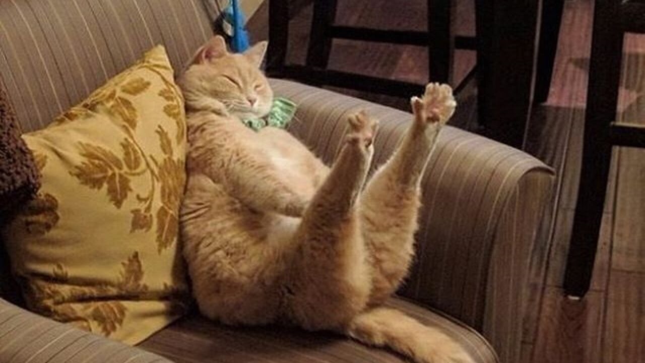 Милые попки домашних питомцев