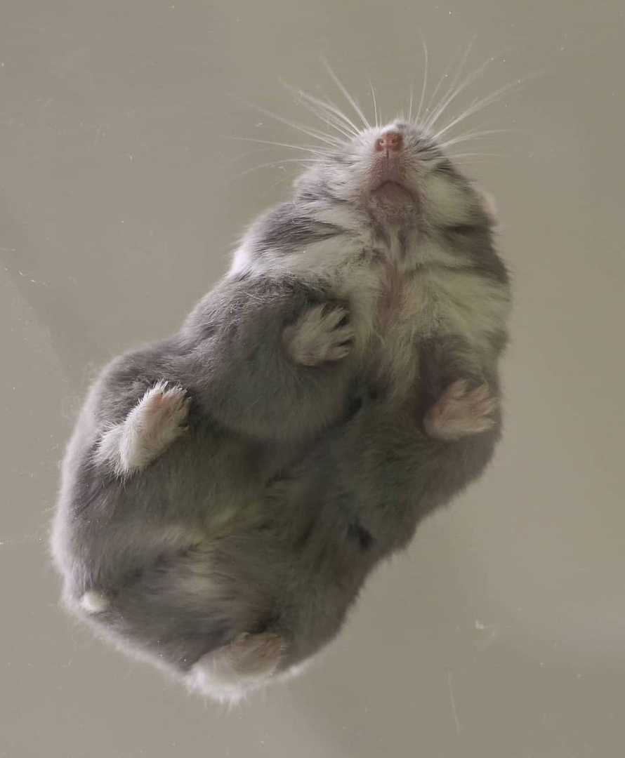 Милые попки домашних питомцев