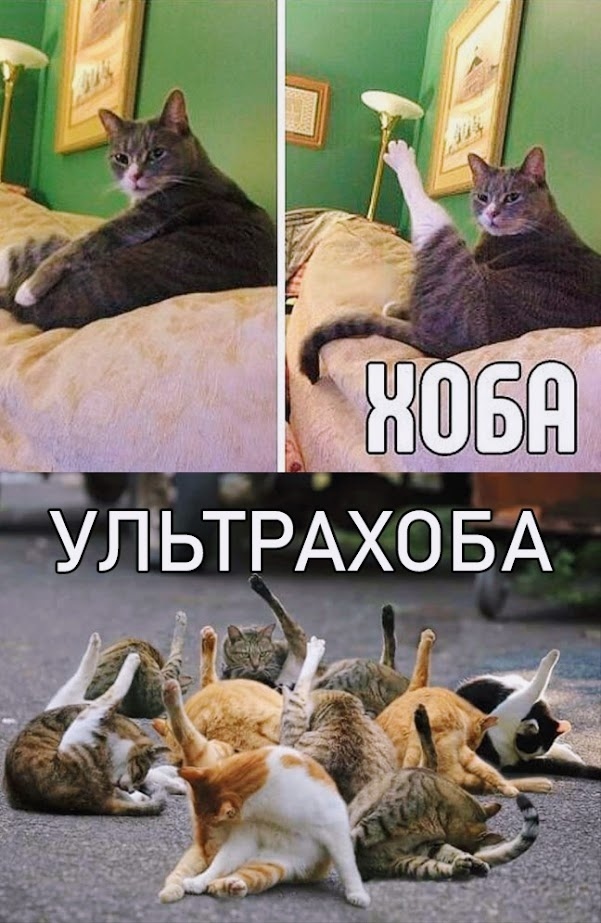 Милые попки домашних питомцев