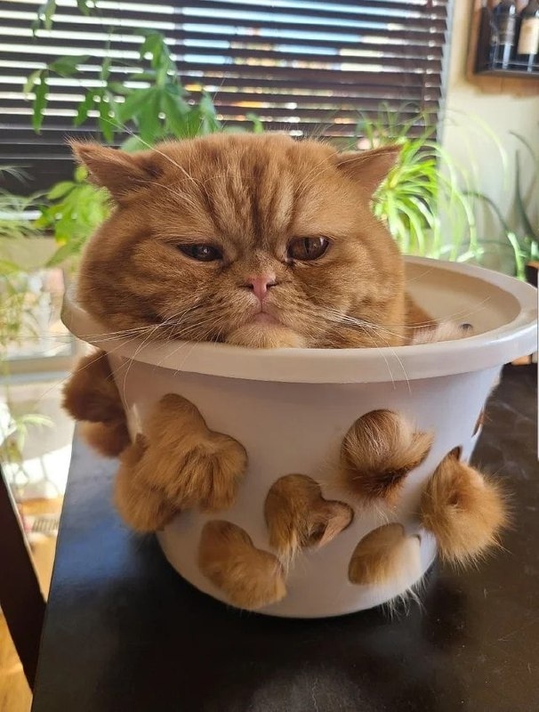 Милые попки домашних питомцев