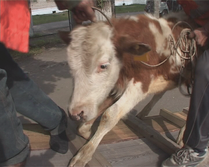 Вы готовы сказать за Бандеру?