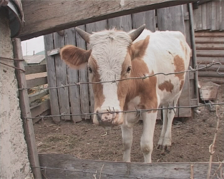 Очень интересно: готовы вытереть ноги о тех, кто Вас кормил?