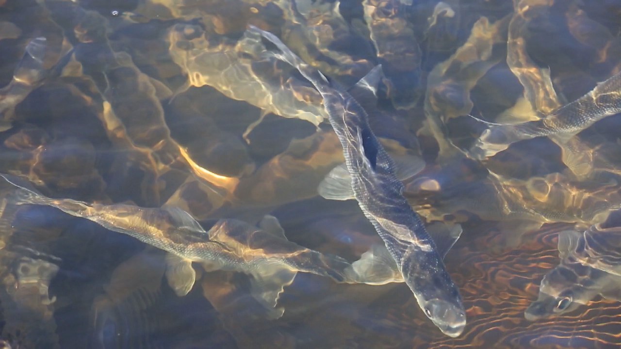 Омуль байкальский фото в воде