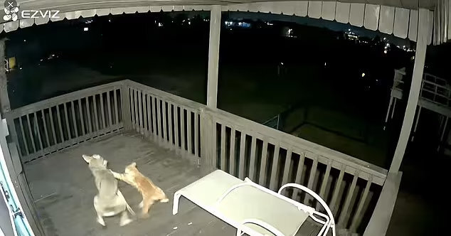 Драка рыжего кота и койота ТД на пляже Техаса в июне 2022: видео и фото боя двух животных, койот остался без ужина?!