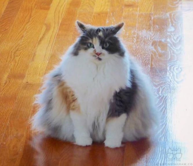 Взгляните на 5 невероятно больших домашних кошек, которые поразят вас