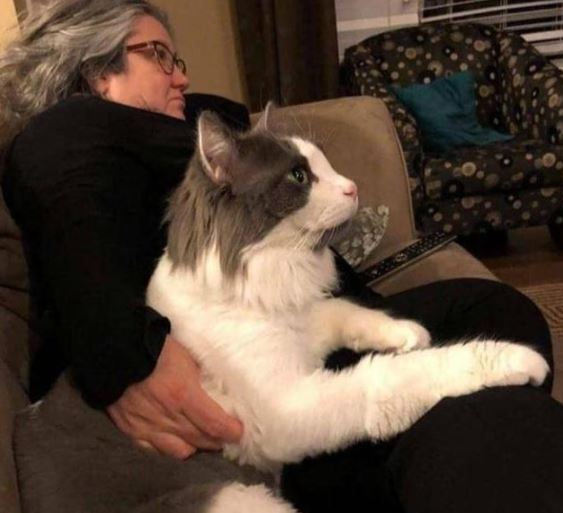 Взгляните на 5 невероятно больших домашних кошек, которые поразят вас