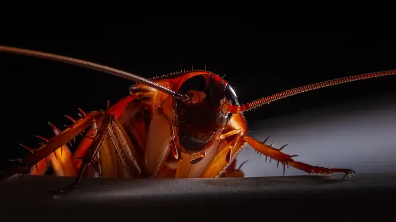 Как долго тараканы могут жить без головы.