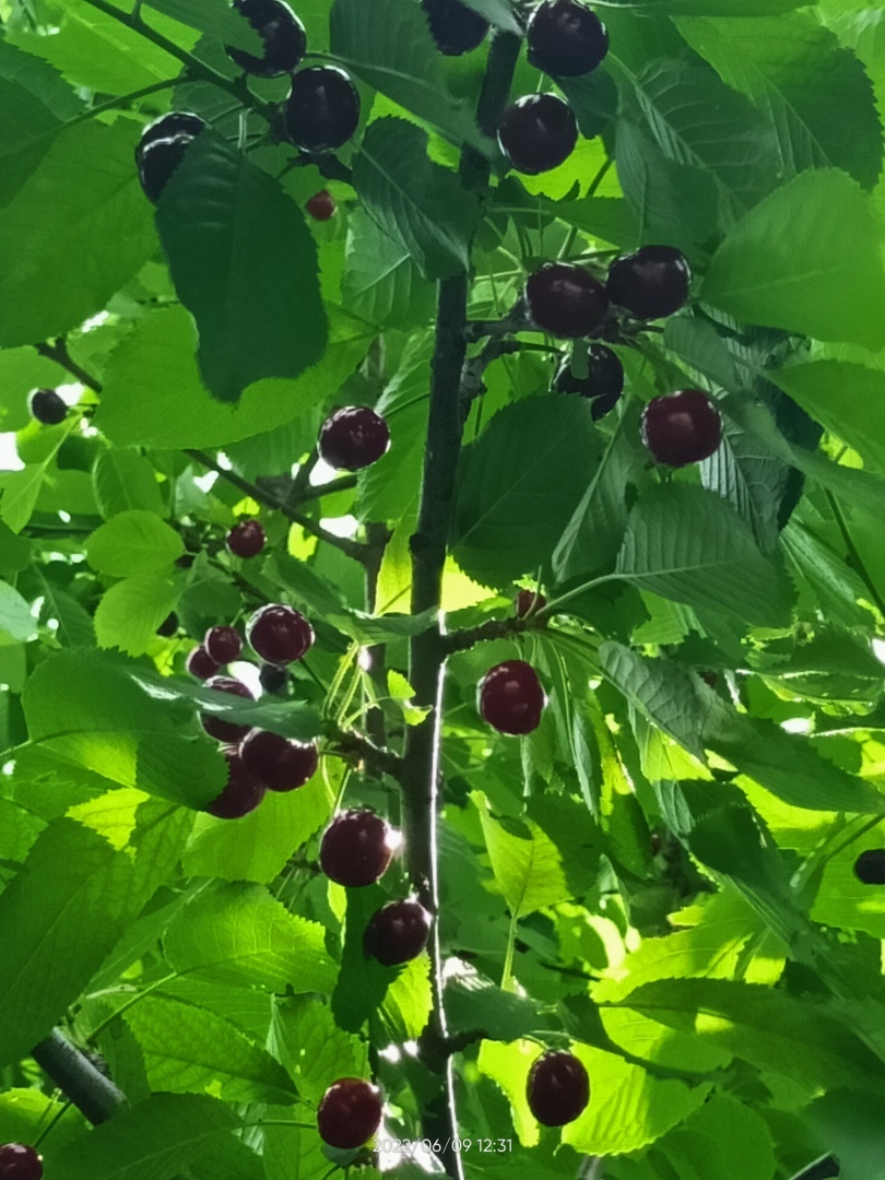 Ну вот и поспела своя черешня 😊