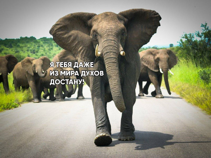 Слон затоптал пенсионера