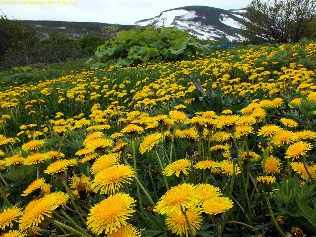 Камчатка - удивительный край нашей бескрайней страны. А не махнуть ли нам этим летом туда?