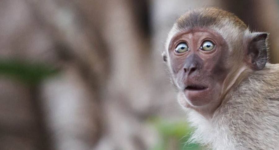 Вирус оспы обезьян обнаружили в сперме человека.