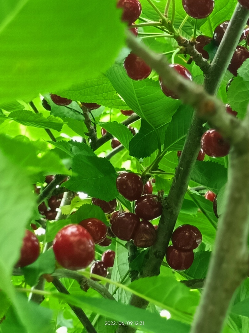 Ну вот и поспела своя черешня 😊