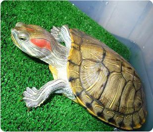 На протяжении более 200 миллионов лет черепахи населяли нашу планету. Таким образом, они являются одними из старейших позвоночных.