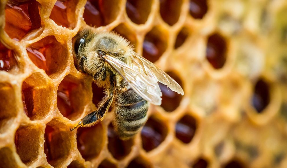 Пчелы: опасность от нового вируса - мутанта. Новый вариант вируса деформации крыла распространяется по всему миру.