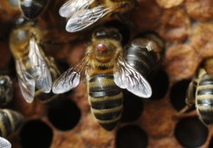 Пчелы: опасность от нового вируса - мутанта. Новый вариант вируса деформации крыла распространяется по всему миру.