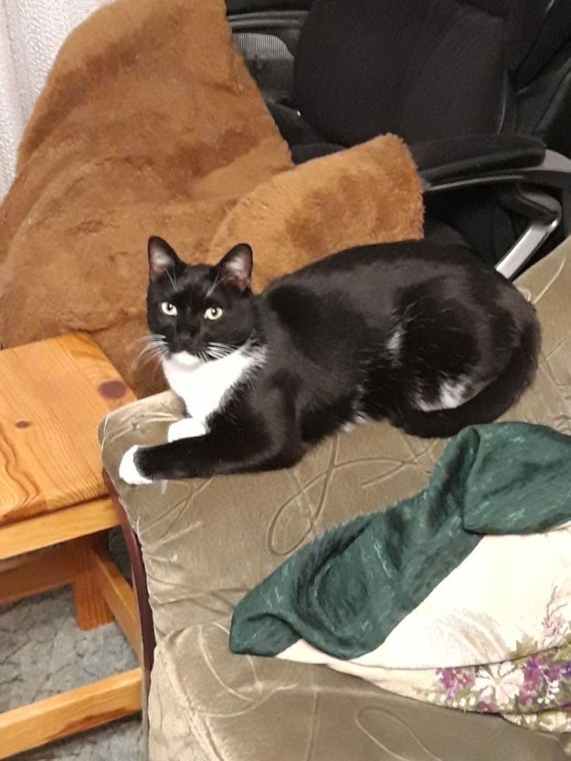 Кошки и собаки России переходят на Отечественную еду!