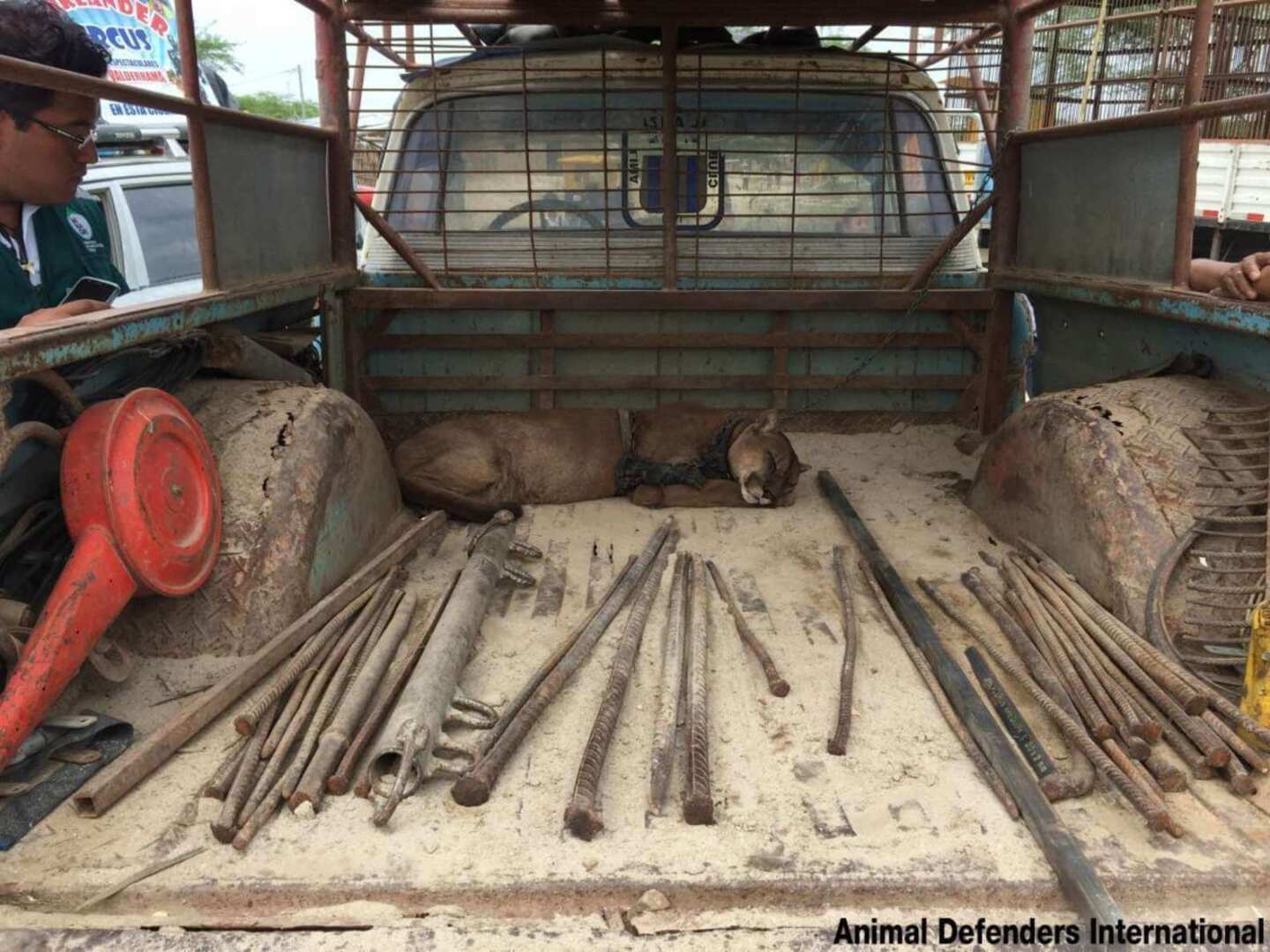 Этот горный лев делает свои первые шаги по свободе после 20 лет жизни на цепи в неволе.