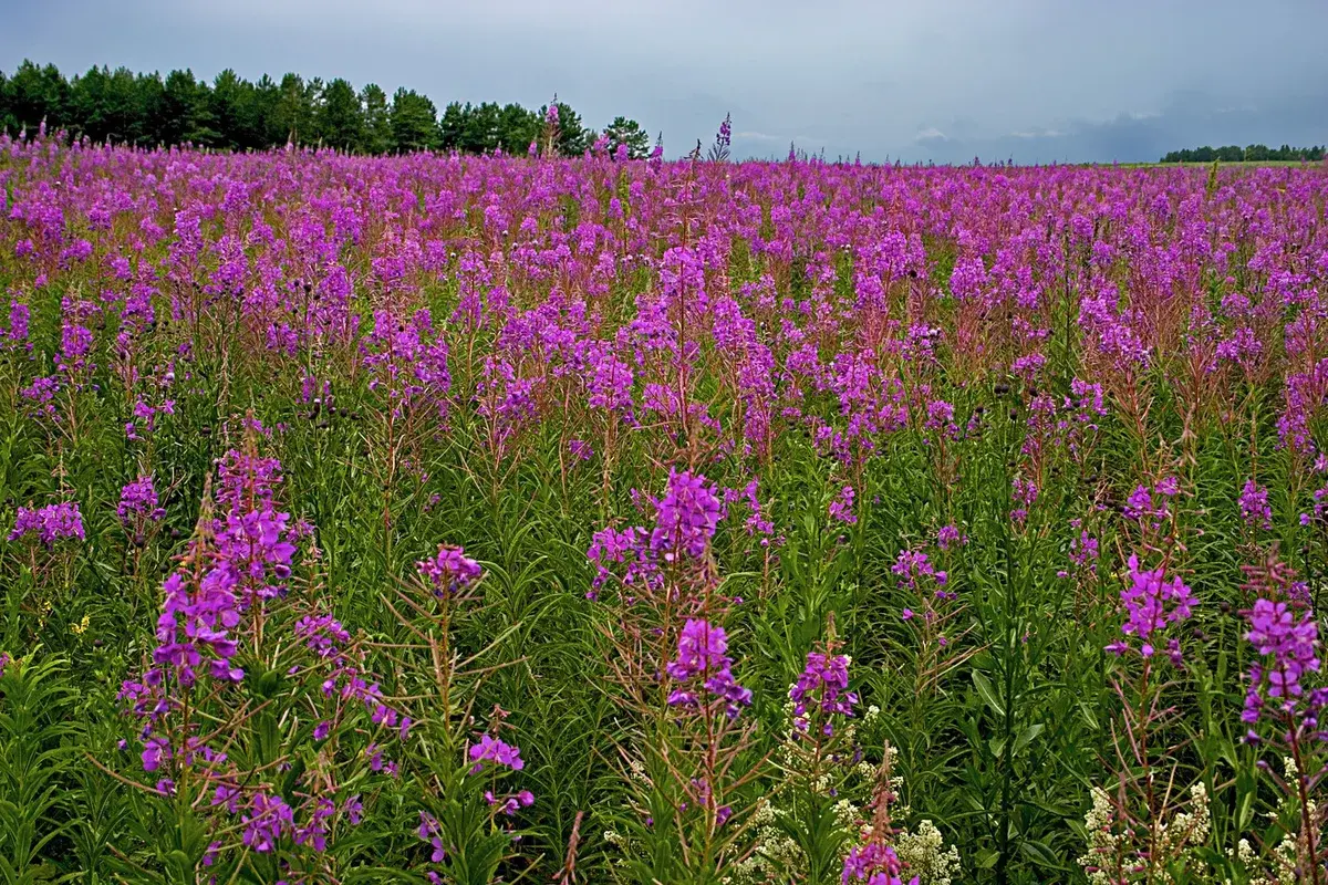 История из жизни - рассказ о том как можно избавиться от камней в почках гоняя ароматные, травяные чаи