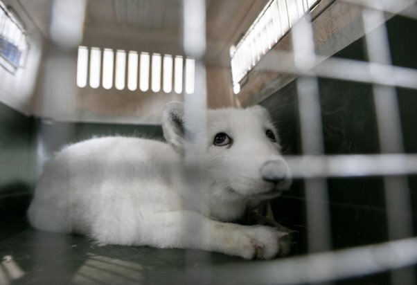 Испуганный лисенок на незаконной меховой ферме посмотрел на человека и умолял освободить его.