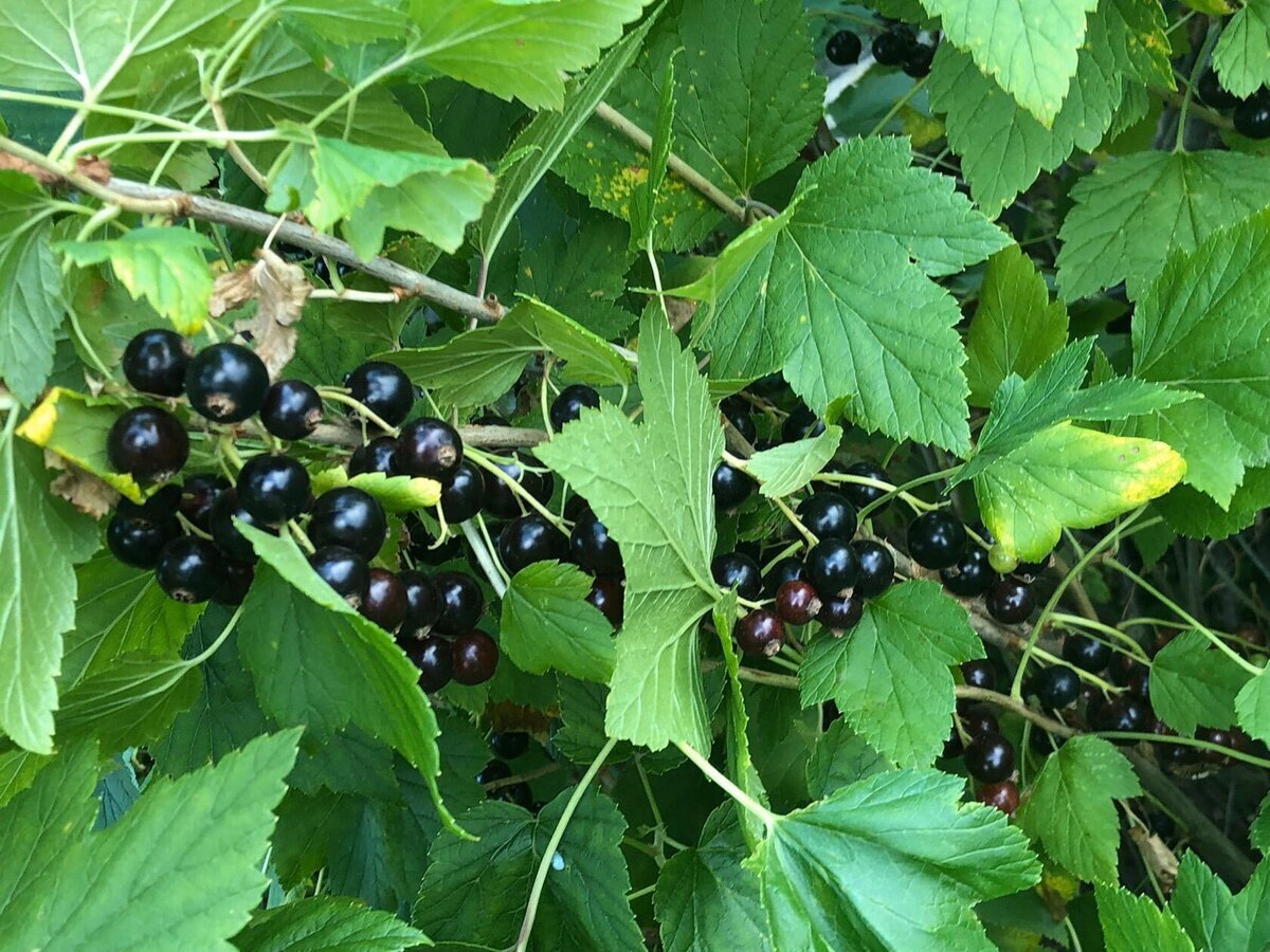 История из жизни - рассказ о том как можно избавиться от камней в почках гоняя ароматные, травяные чаи