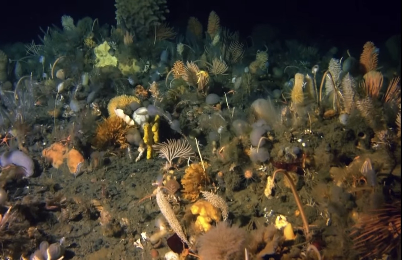 И в суровых условиях антарктики может существовать жизнь.