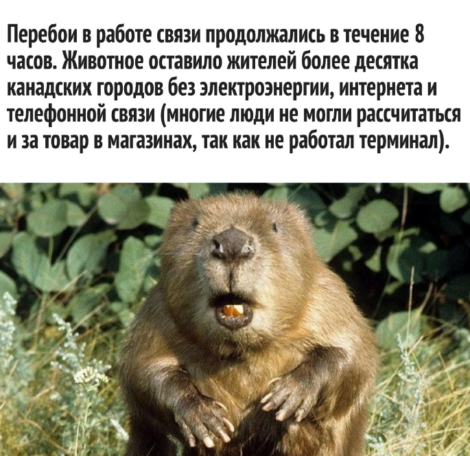 Без интернета, электроэнергии и телефонной связи, или Как бобёр лишил всех благ цивилизации