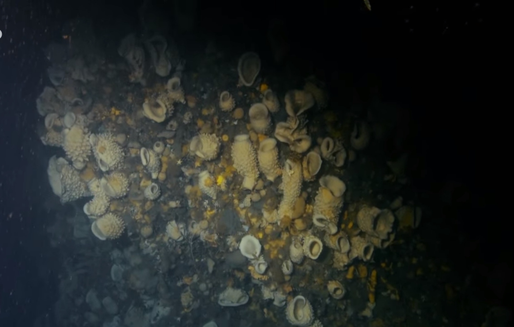 И в суровых условиях антарктики может существовать жизнь.