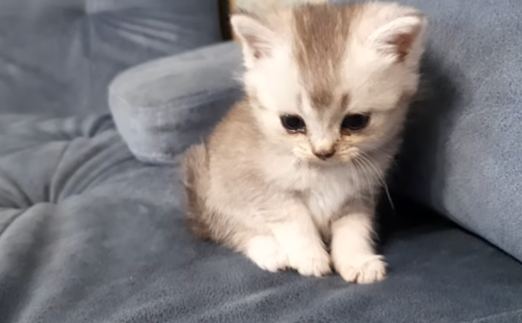 Как назвать? Нужна ваша помощь.